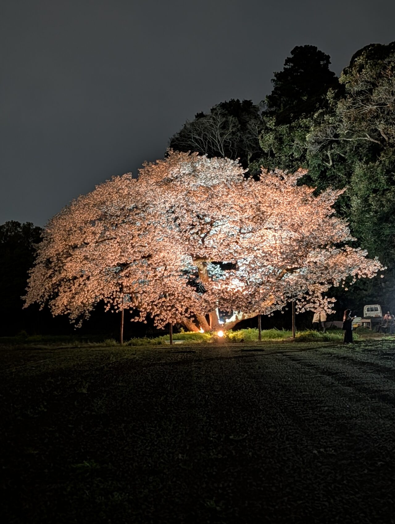 ヴィトラカフェ2026_ファーム桜２