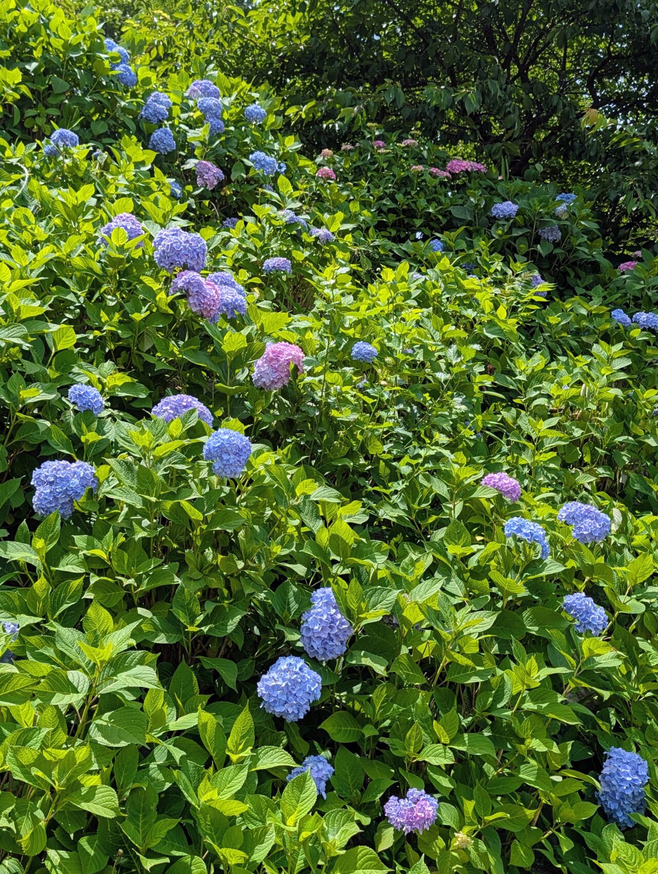 万葉公園あじさい2026_あじさい1