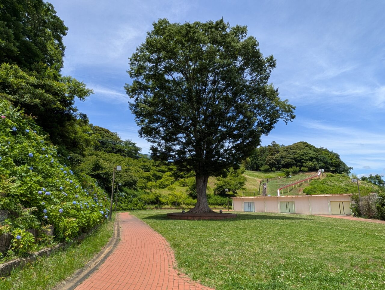 万葉公園あじさい2026_花の谷広場